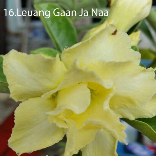 Adenium Leuang Gaan Ja Naa