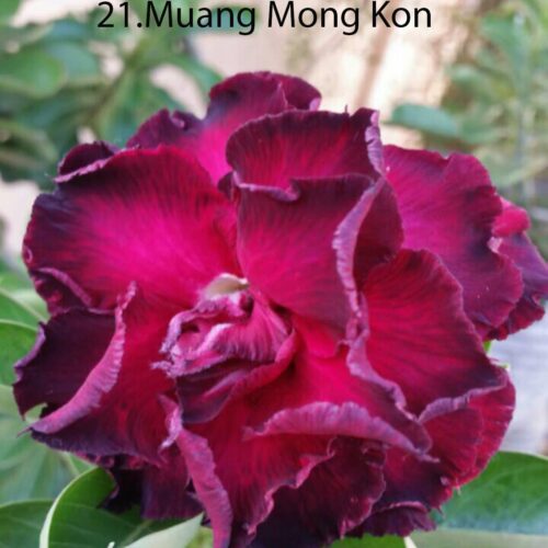 Adenium Muang Mong Kon