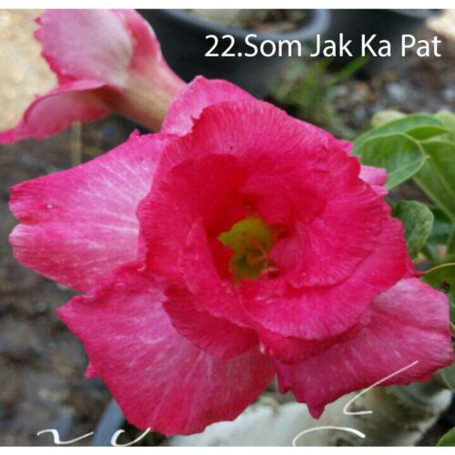Adenium Som Jak Ka Pat