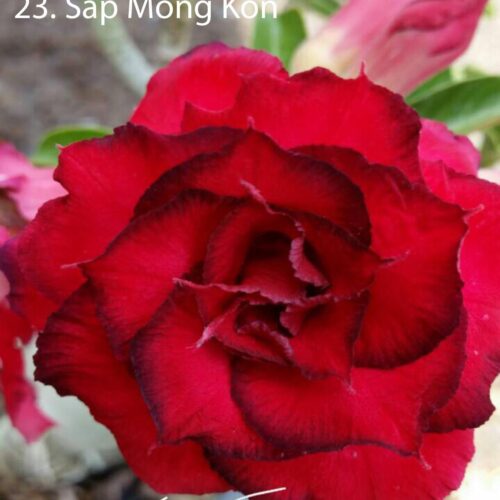 Adenium Sap Mong Kon