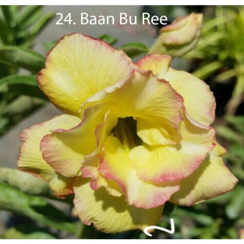 Adenium Baan Bu Ree