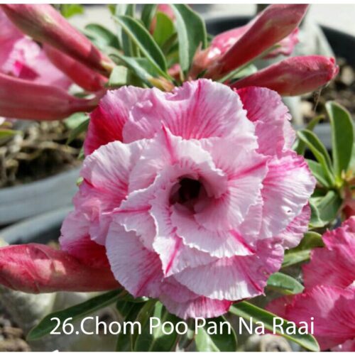 Adenium Chom Poo Pan Na Raai