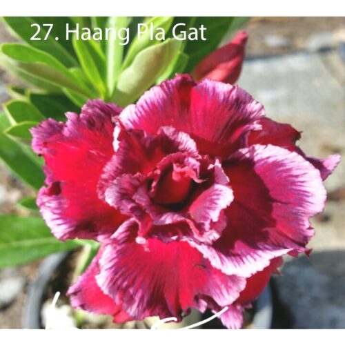 Adenium Haang Pla Gat