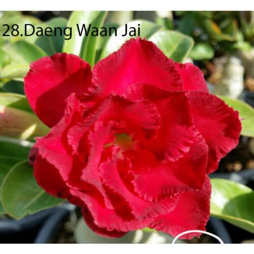 Adenium Daeng Waan Jai