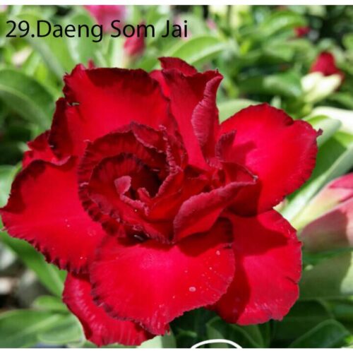 Adenium Daeng Som Jai