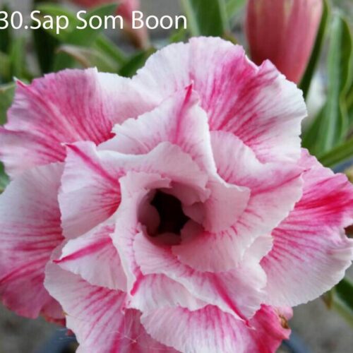 Adenium Sap Som Boon