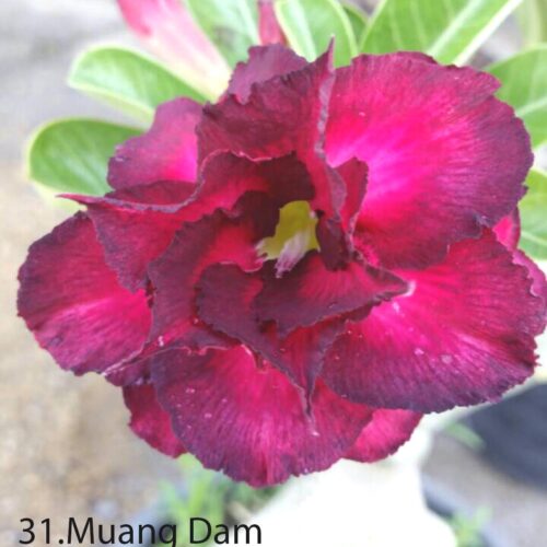 Adenium Muang Dang