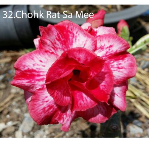 Adenium Chohk Rat Sa Mee