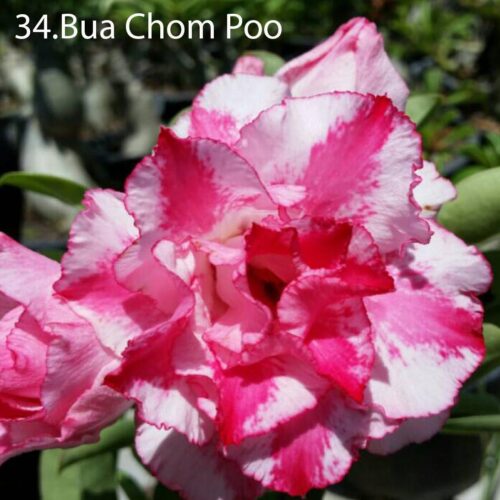 Adenium Bua Chom Poo