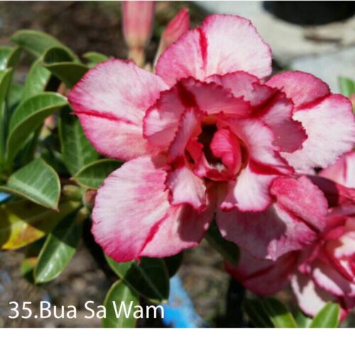 Adenium Bua Sa Wan