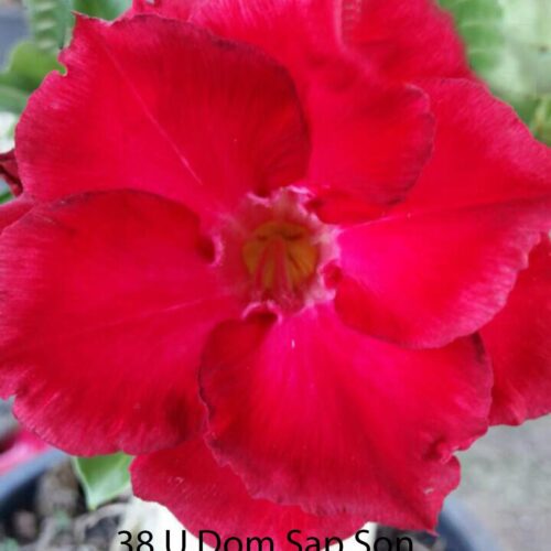 Adenium U Dom Sap Son