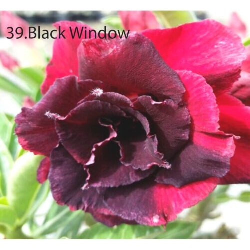 Adenium Black Window