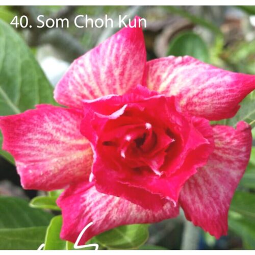 Adenium Som Choh Kun