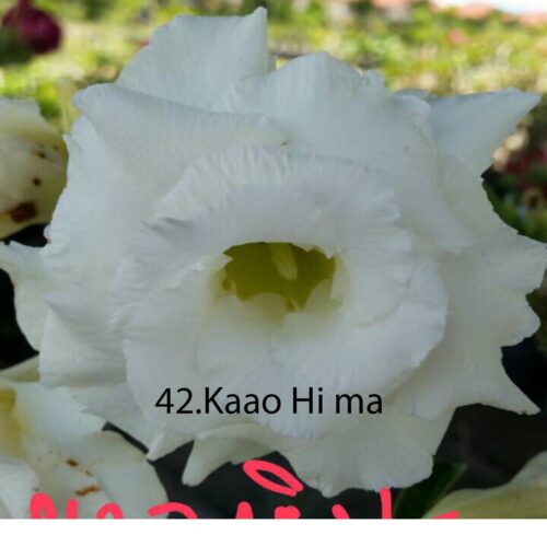 Adenium Kaao Hi ma