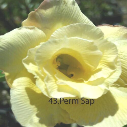 Adenium Perm Sap