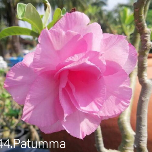 Adenium Pathum Ma