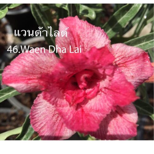 Adenium Waen Dha Lai
