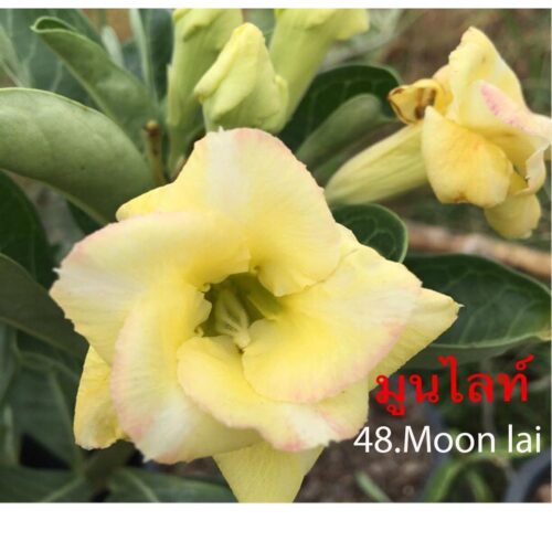Adenium Moon Laight