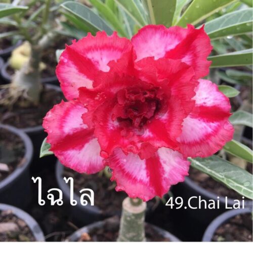 Adenium Chai Lai