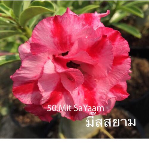 Adenium Mit SaYaam