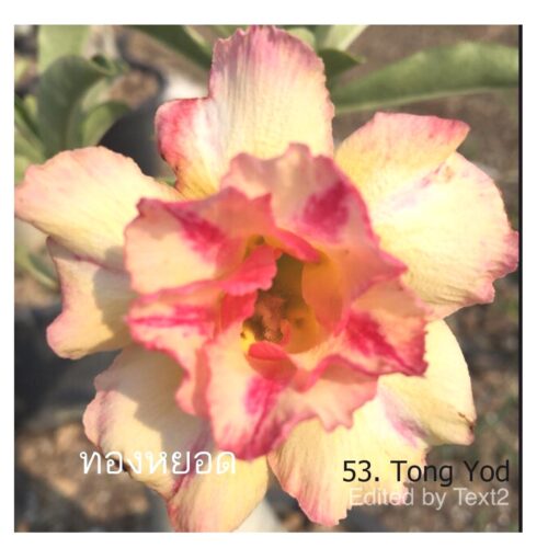 Adenium Tong Yod