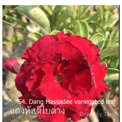 Adenium Dang Hassadee variegated leaf