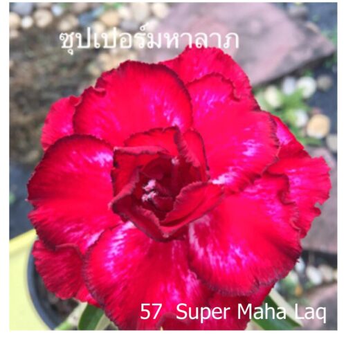 Adenium Super Maha Laq