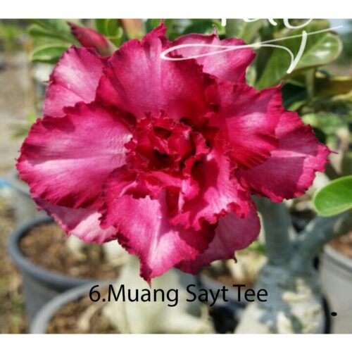 Adenium Mueang settee.