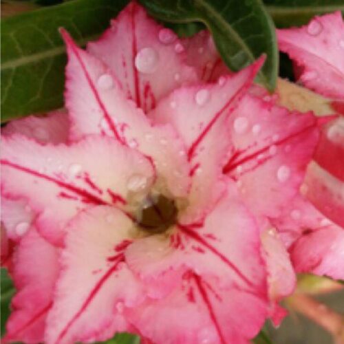 Adenium Arrow