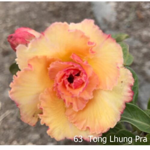 Adenium Tong Lhung Pra