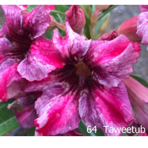 Adenium Taweetub