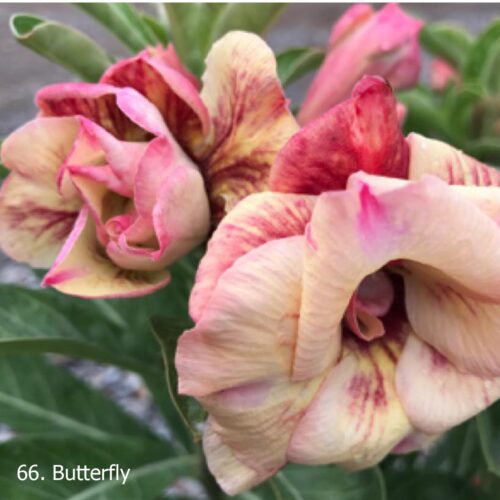 Adenium Butterfly