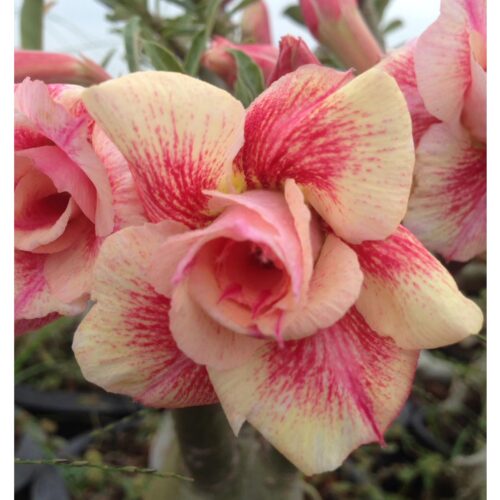 Adenium Sai Tong