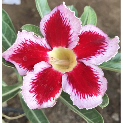 Adenium Khao Hai Ruay