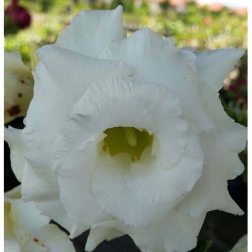 Adenium Snow White