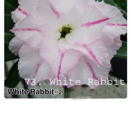 Adenium White Rabbit
