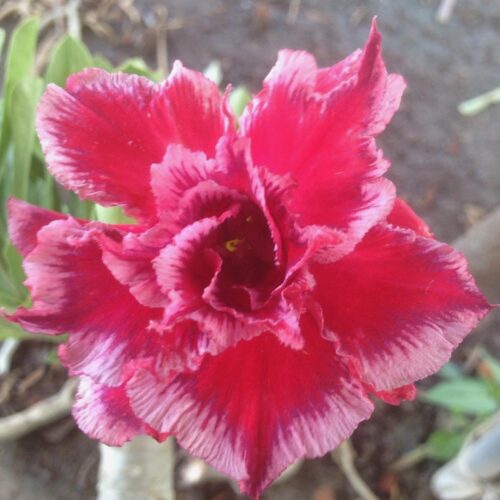 Adenium Red Dragon