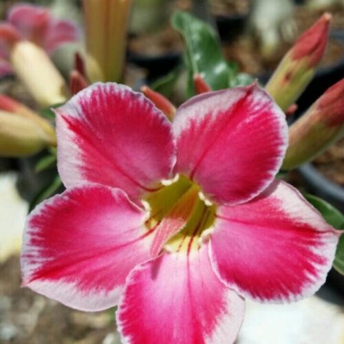 Adenium Pritty