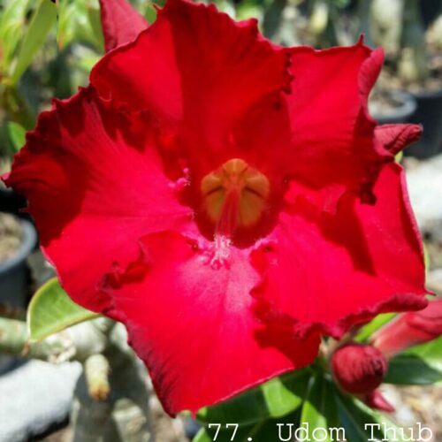 Adenium Udom Tub