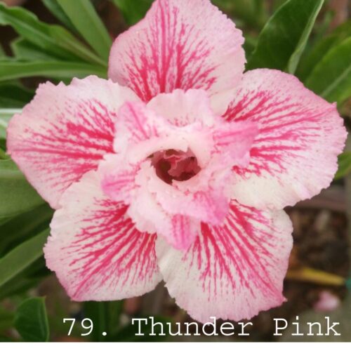Adenium Thunder Pink