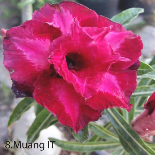 Adenium Muang IT