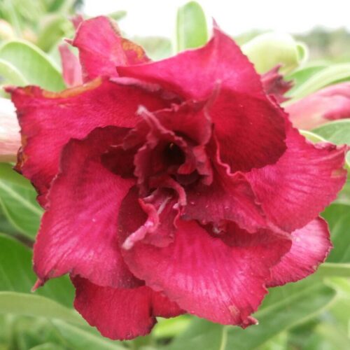 Adenium Mueang Thub Jalern