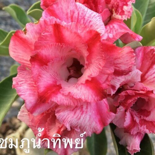 Adenium Chompu Num Tip