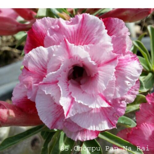 Adenium Chompu Pan Na Rai