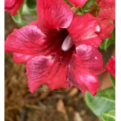 Adenium Mongoteen