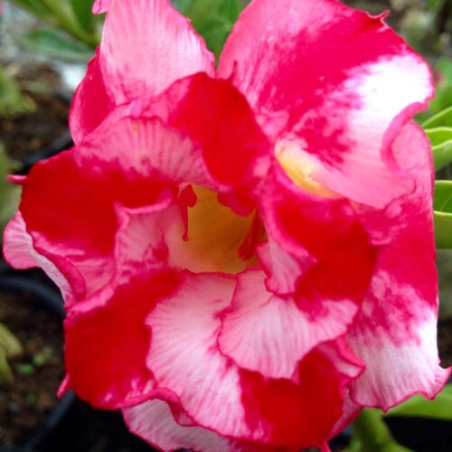 Adenium Good Morning