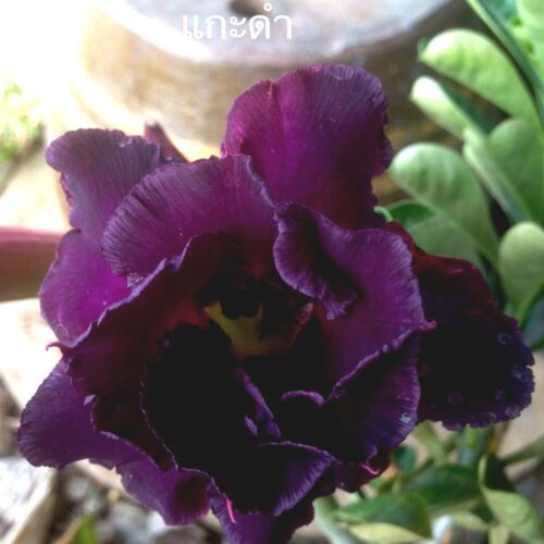 Adenium Black Sheep