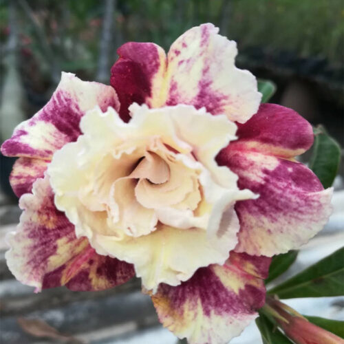 Adenium The Jocker
