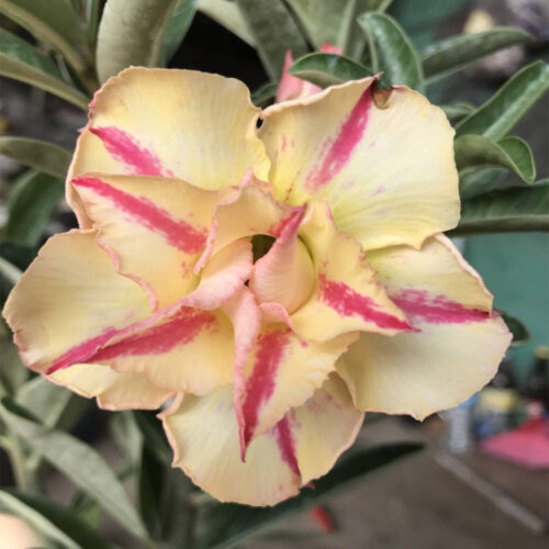 Adenium Cupid arrow