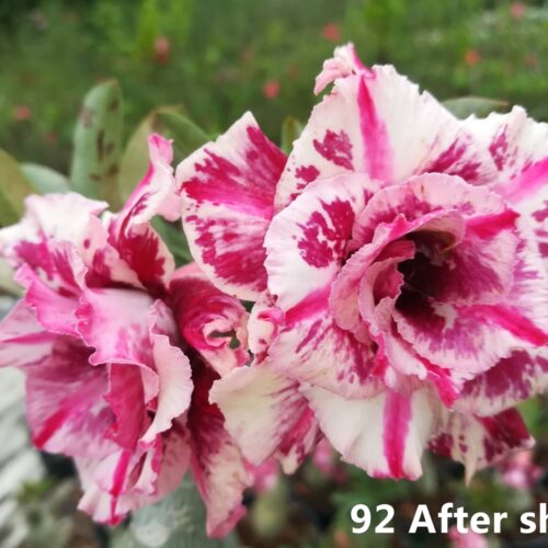 Adenium After shoot
